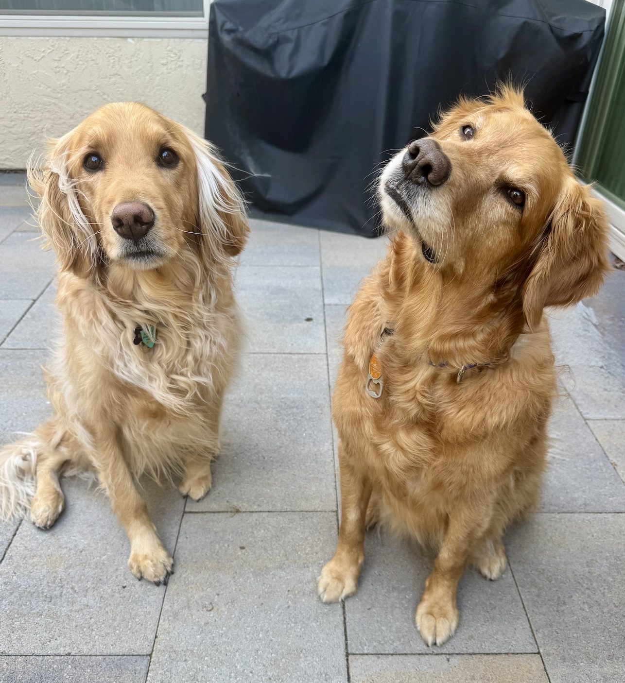 Holland and a second golden retriever, side by side