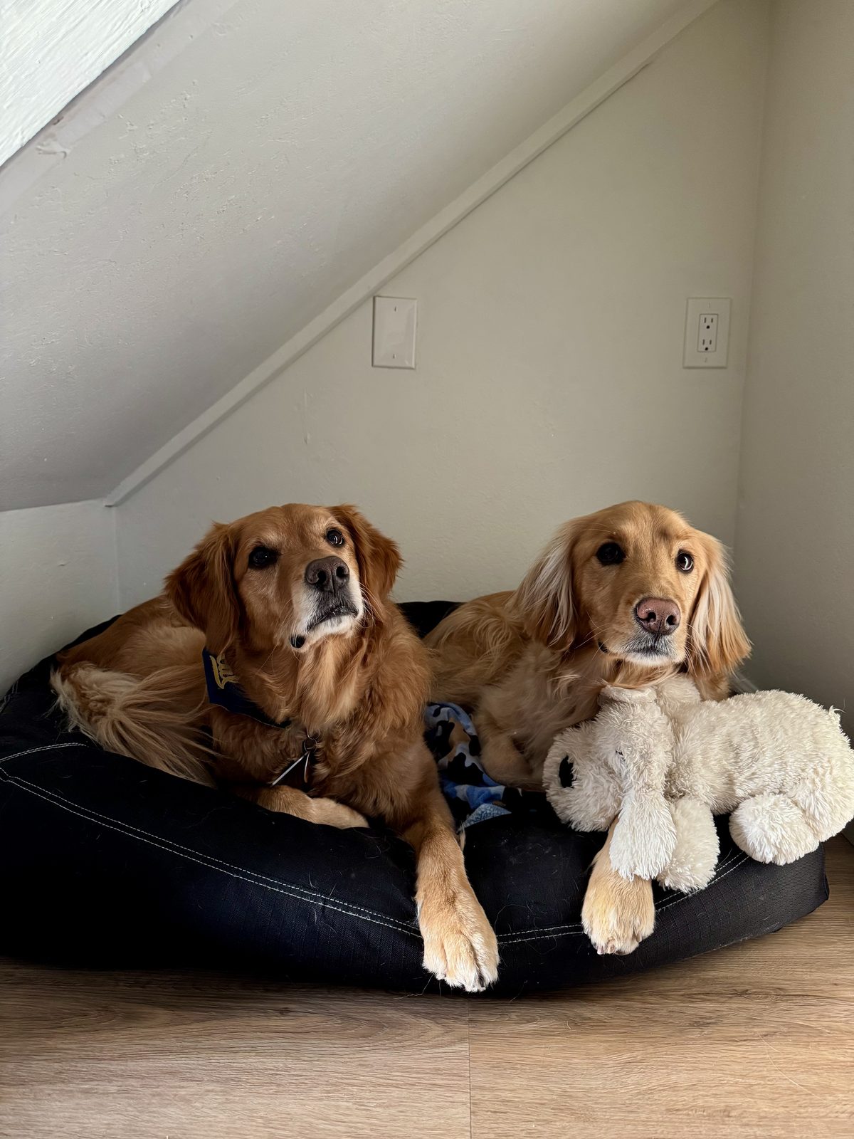 Holland and a second golden retriever together