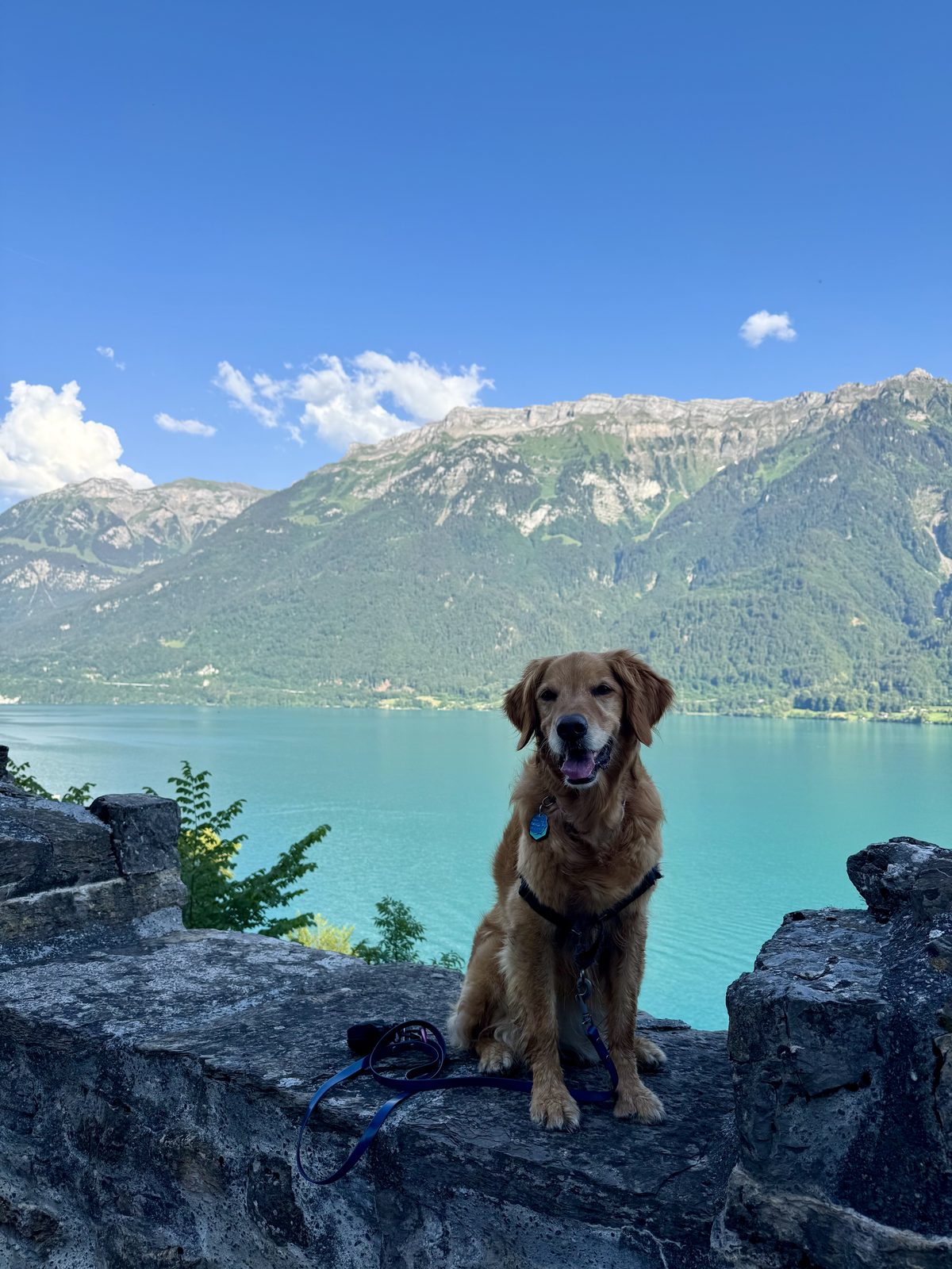 Holland at Interlaken, Switzerland