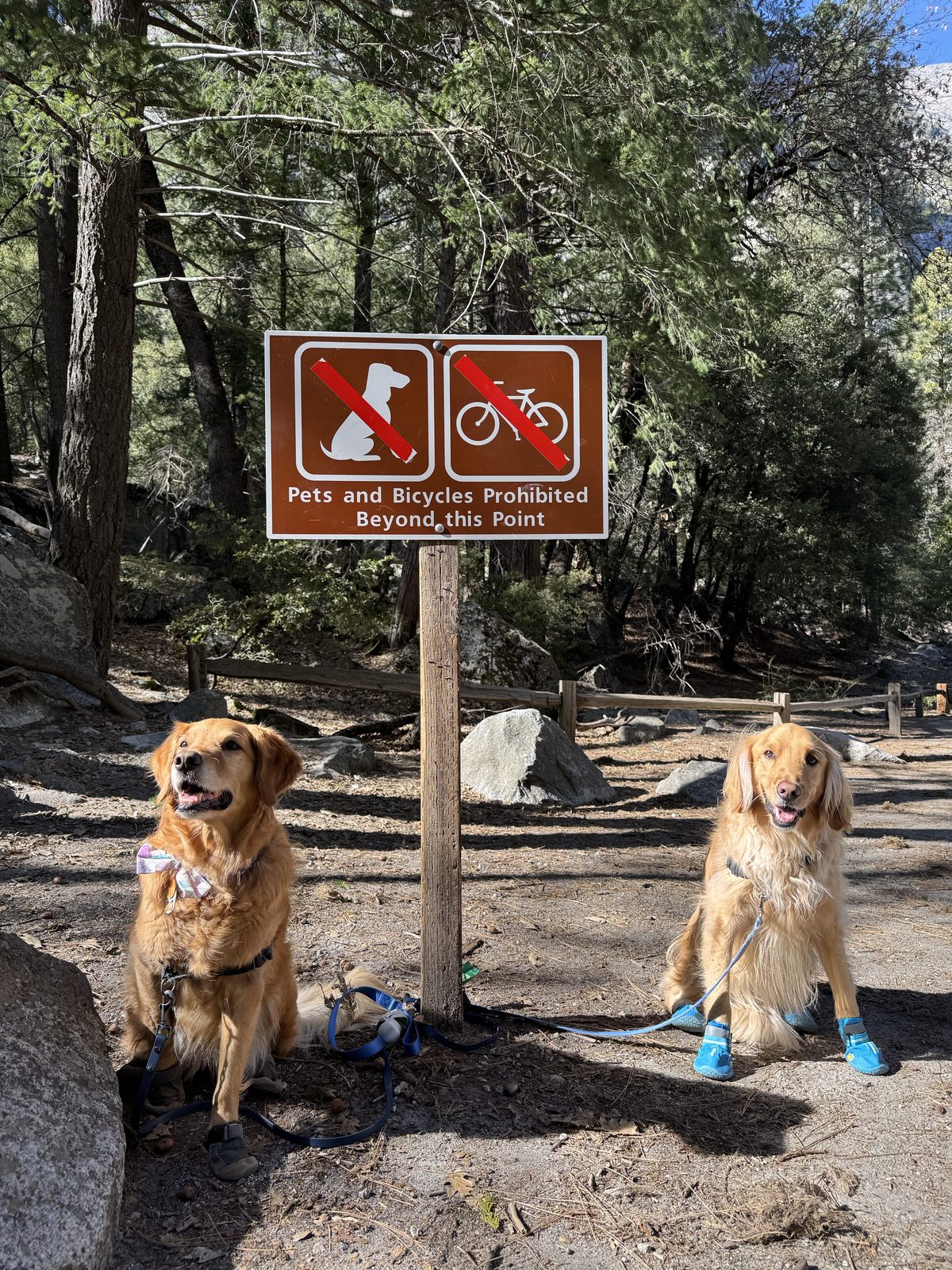 Amy and Megan with the dogs at Yosemite National Park