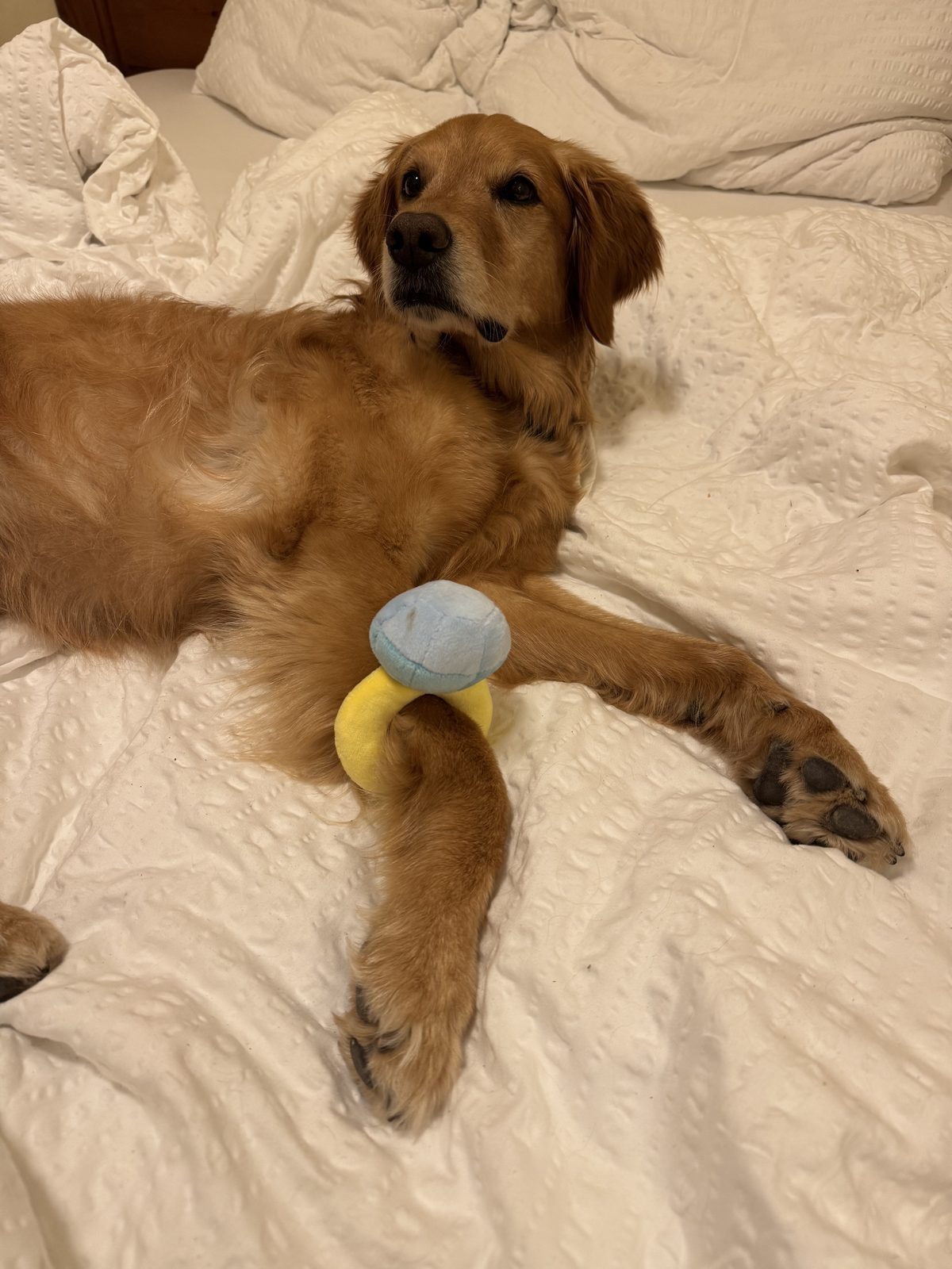 Holland the golden retriever with a plush ring toy